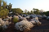 Ptilotus obovatus subsp. obovatus.  Photo by Amanda Keesing - Flora of Helena and Aurora Range