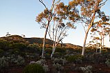 Ptilotus obovatus under Eucalypts against the hills of Helena and Aurora Range, Bungalbin.  Photo by Amanda Keesing - Eucalypts and Eucalypt Woodlands