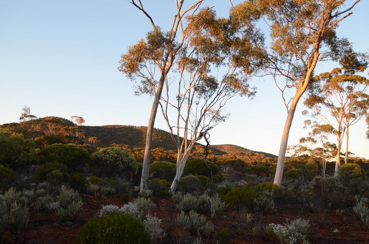 Ptilotus obovatus under Eucalypts against the hills of Helena and Aurora Range, Bungalbin.  Photo by Amanda Keesing - Eucalypts and Eucalypt Woodlands
