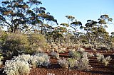 Eucalypt Woodland over saltbush (Atriplex species and other Chenopods).  Photo by Amanda Keesing - Helena and Aurora Range (Bungalbin)