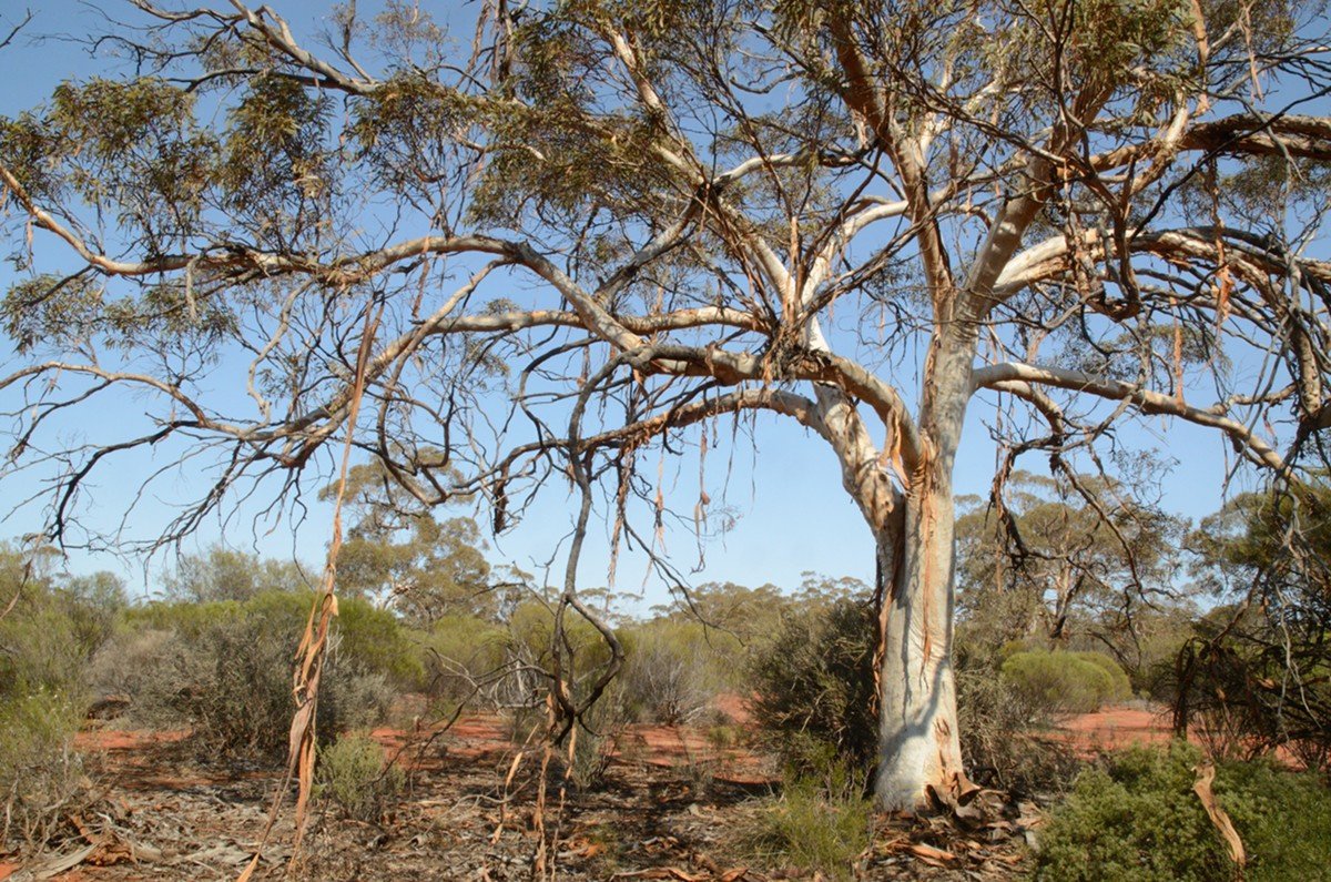 Eucalyptus vittata, magnificent spreading branches holdinng long strips of bark that have peeled away.  Photo by Amanda Keesing - Eucalypts and Eucalypt Woodlands