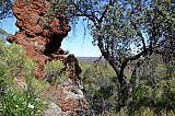 BIF outcropping and Dryandra arborea (Banksia arborea).  Photo by Amanda Keesing - Helena and Aurora Range (Bungalbin)