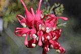 Grevillea georgeana.  Photo by Amanda Keesing - Flora of Helena and Aurora Range