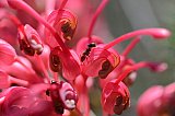 Ants on Grevillea georgeana flowers  Photo by Amanda Keesing - Insects and other Invertebrates on Helena and Aurora Range