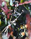 Praying Mantis  Photo by Amanda Keesing - Insects and other Invertebrates on Helena and Aurora Range