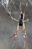 Orb spider  Photo by Amanda Keesing - Insects and other Invertebrates on Helena and Aurora Range