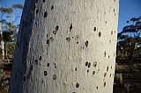Eucalyptus bark.  Photo by Amanda Keesing - Eucalypts and Eucalypt Woodlands