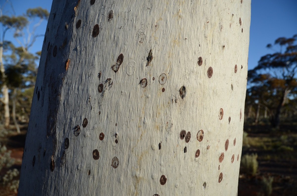 Eucalyptus bark.  Photo by Amanda Keesing - Eucalypts and Eucalypt Woodlands