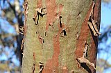 Eucalyptus bark.  Photo by Amanda Keesing - Eucalypts and Eucalypt Woodlands