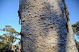 Eucalyptus bark.  Photo by Amanda Keesing - Eucalypts and Eucalypt Woodlands