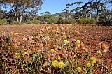 Photo by Amanda Keesing - Flora of Helena and Aurora Range