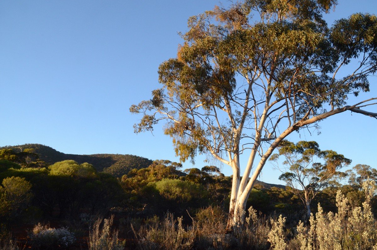Mallee with hills of Helena and Aurora Range (Bungalbin) in the background.  Photo by Amanda Keesing - Eucalypts and Eucalypt Woodlands