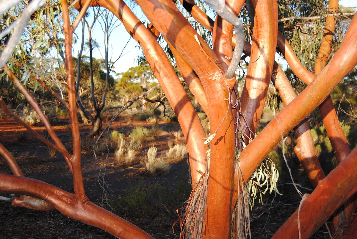 Eucalyptus salubris (Gimlet).  Photo by Laura Corbett - Eucalypts and Eucalypt Woodlands
