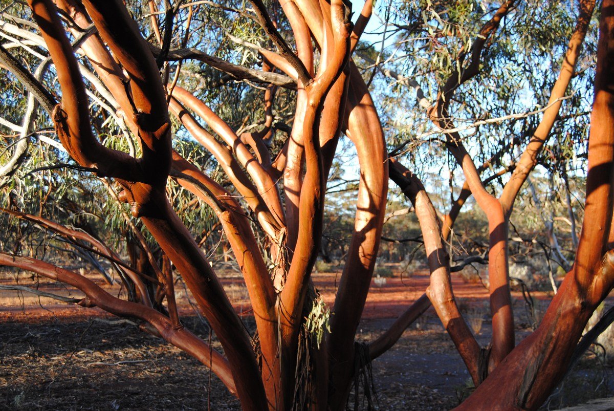 Eucalyptus salubris (Gimlet).  Photo by Laura Corbett - Eucalypts and Eucalypt Woodlands