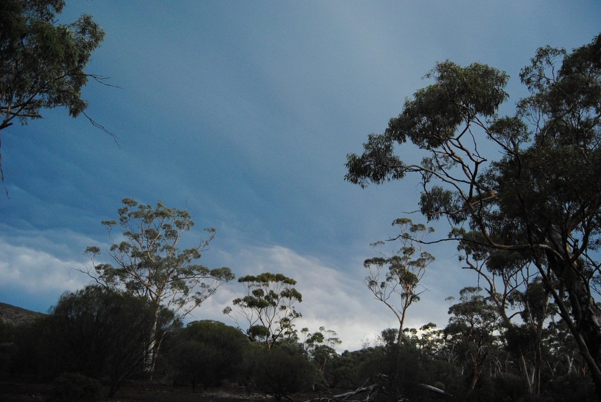 Eucalypt Woodland canopy against the blue sky.  Photo by Laura Corbett - Eucalypts and Eucalypt Woodlands