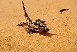 Thorny Devil (Moloch horridus)  Photo by Laura Corbett - Fauna on Helena and Aurora Range