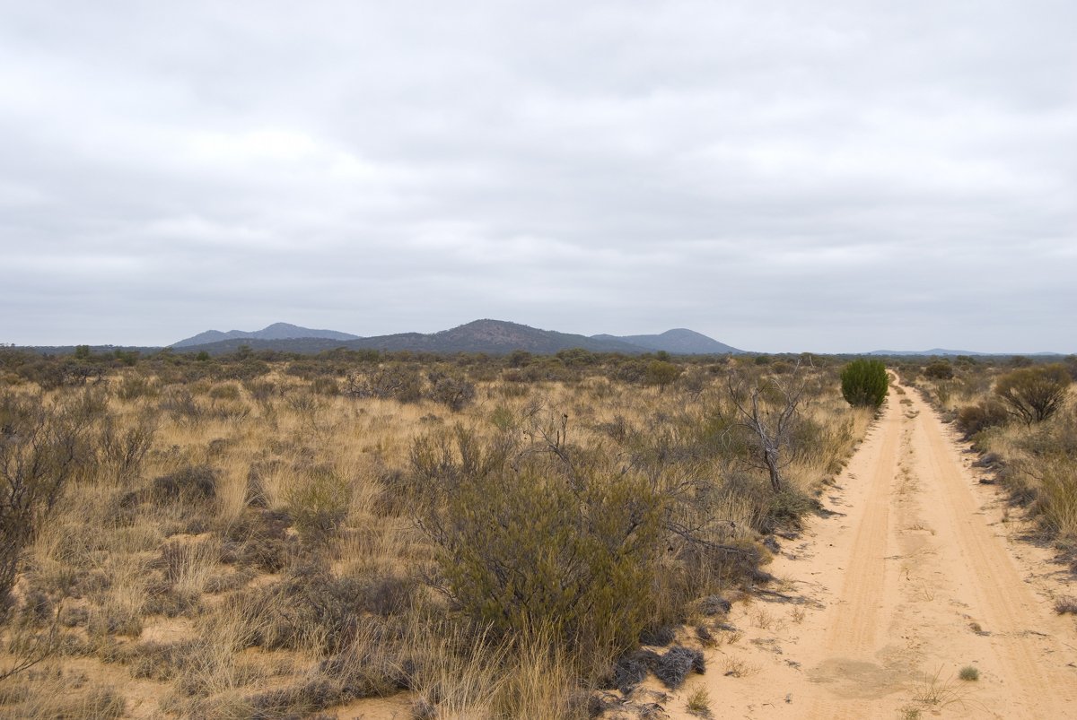 Profile of Helena and Aurora Range (Bungalbin) seen from the north track through the sandplain.  Photo by Laura Corbett - Helena and Aurora Range (Bungalbin)