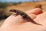 Clawless Gecko (Crenadactylus ocellatus)  Photo by Laura Corbett - Fauna on Helena and Aurora Range