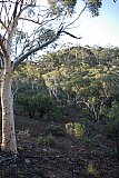 Eucalyptus capillosa subsp. capillosa (Inland White Gum) on the slopes of the Range. - Helena and Aurora Range (Bungalbin)