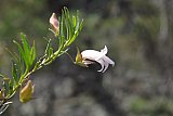 Eremophila clarkei - Flora of Helena and Aurora Range