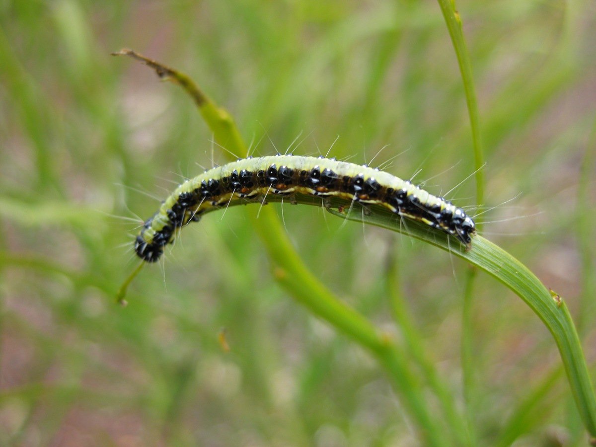 Caterpillar Photo by Garden Club - Insects and other Invertebrates on Helena and Aurora Range