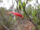 Eremophila decipiens - Flora of Helena and Aurora Range
