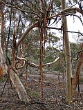 Eucalyptus vittata with its hanging strips of bark.  Garden Club photo - Eucalypts and Eucalypt Woodlands