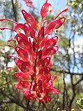 Grevillea georgeana - Flora of Helena and Aurora Range