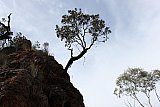 Dryandra arborea - Flora of Helena and Aurora Range