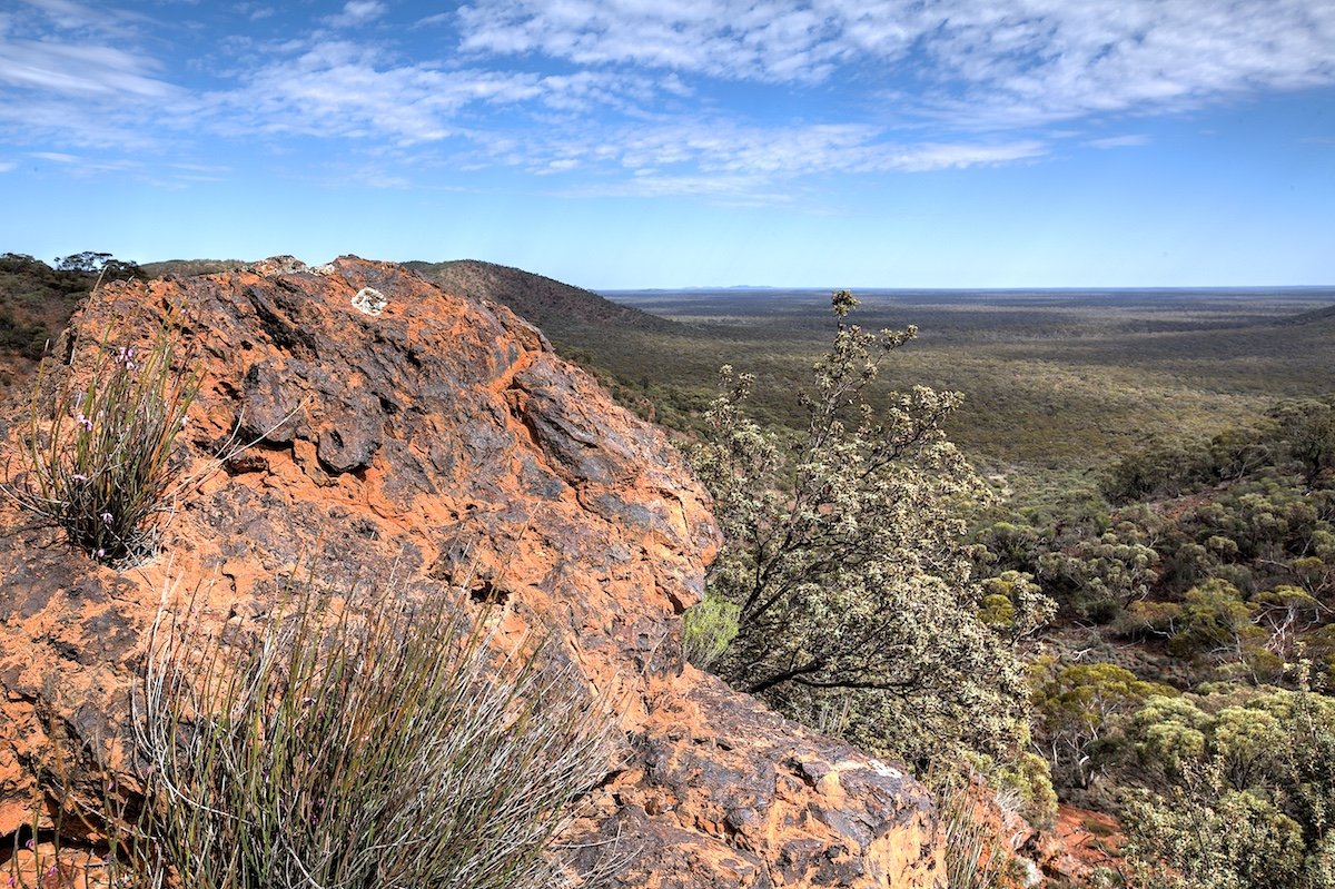 View from top of the Range with Tetratheca aphylla subsp. aphylla and Dryandra arborea (Banksia arborea).  Photo by Rob Neave - Helena and Aurora Range (Bungalbin)