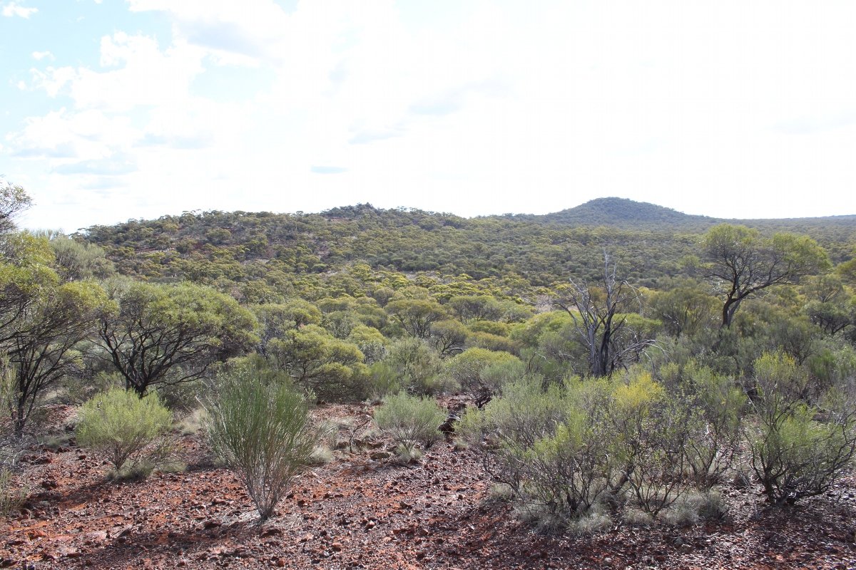 View of "J5" and low hills heading north west from the main range. - Helena and Aurora Range (Bungalbin)