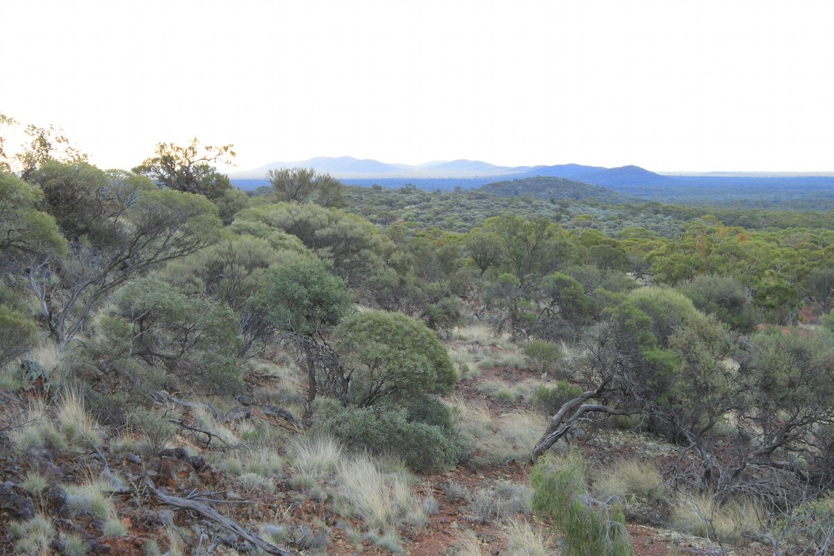 View of Mt Jackson Range from J4 iron ore deposit in 2012 (prior to mining). - Helena and Aurora Range (Bungalbin)