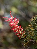 Grevillea georgeana  Photo by Rob Neave - Flora of Helena and Aurora Range