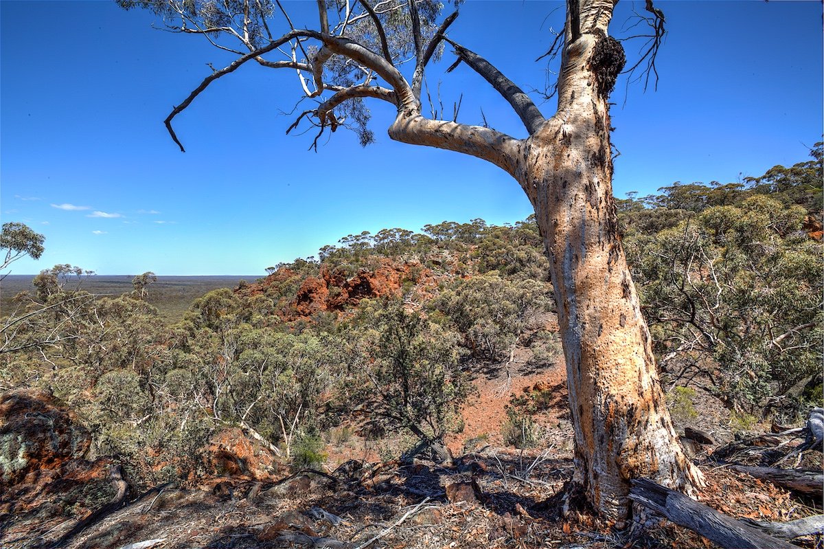 Old Eucalyptus capillosa subsp. capillosa (Inland Whitegum) framing great view.  Photo by Rob Neave - Helena and Aurora Range (Bungalbin)
