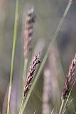 Neurachne annularis - Flora of Helena and Aurora Range