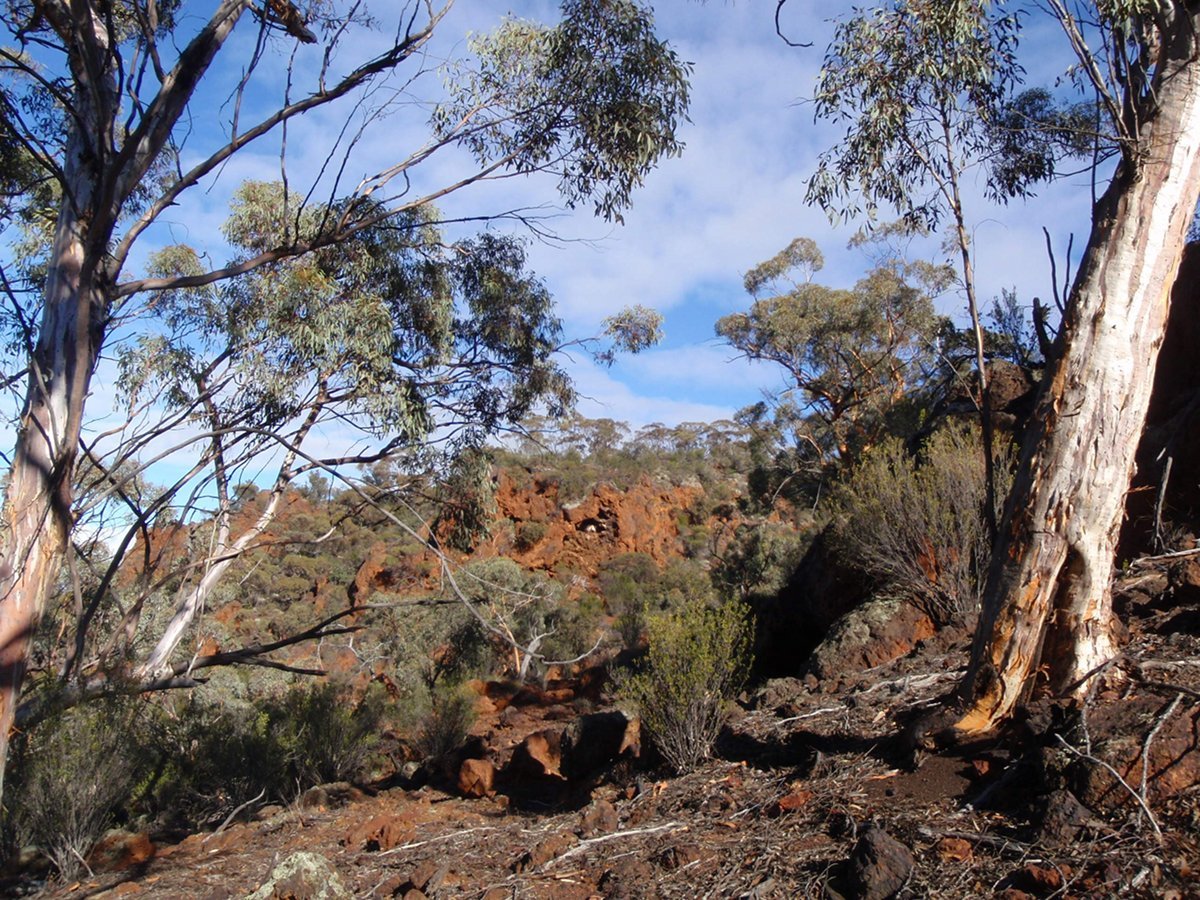 Eucalypts near the top of the Range. - Helena and Aurora Range (Bungalbin)