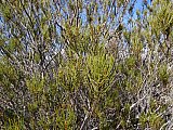 Acacia shapelleae.  Photo by Geoff Cockerton - Flora of Helena and Aurora Range