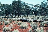 Mixed Eucalypt Woodland with Atriplex in the understorey, 11km NE of Bungalbin Hill.  Photo by Ken Newbey, September 1982 - Eucalypts and Eucalypt Woodlands