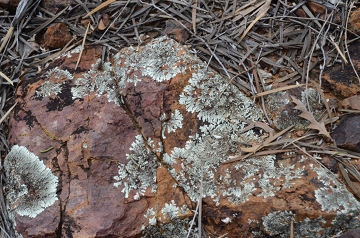 0022-AJK_1542_lichen_360w.JPG