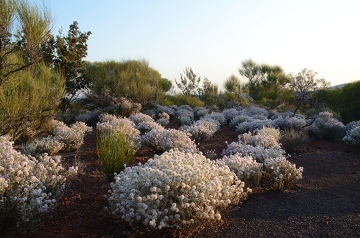 0026-AJK_1980(2)_Ptilotus_360w.jpg