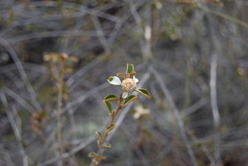 20100402-DSC_0013_Sten_newbeyi_360w.jpg