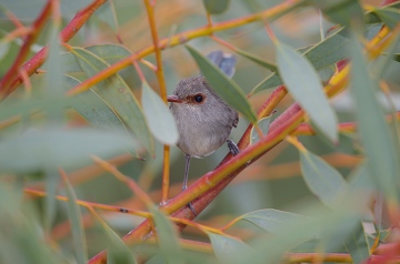 Blue-breasted_Fw_Female_WM34_OutsideSurveyArea_MarkBinns_360w.jpg