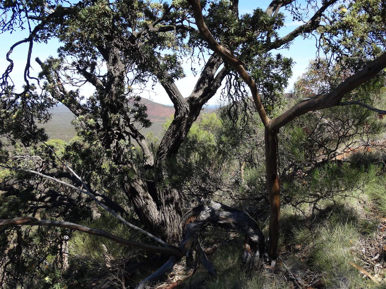 DSC00813 Callitris 450w