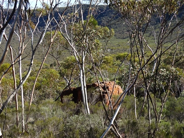 DSC00838_mallee_stems_GregW_360w.JPG