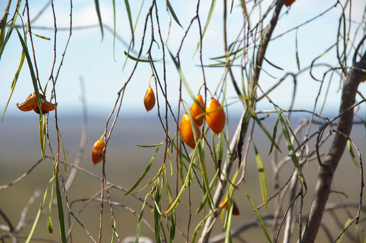 IMGP2115 Pittosporum fruit 900w