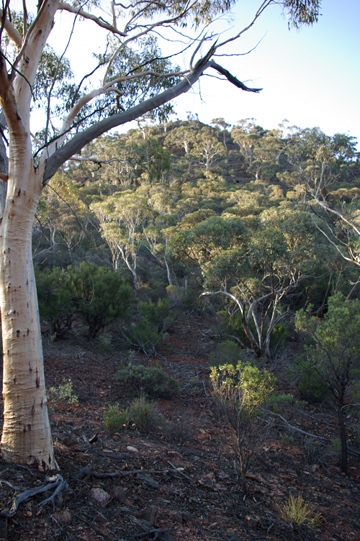 IMGP3732_whitegums_360w.JPG