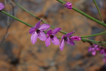 IMGP3783_Tetratheca_aphylla_360w.JPG