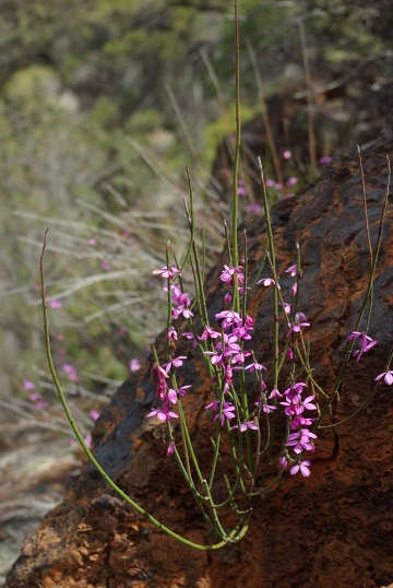 IMGP3803_Tetratheca_aphylla_360w.JPG
