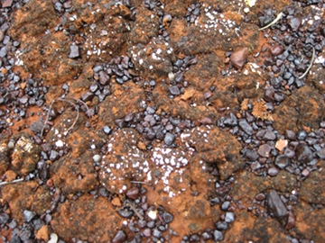 IMG_0362_stones&lichen_360w.JPG