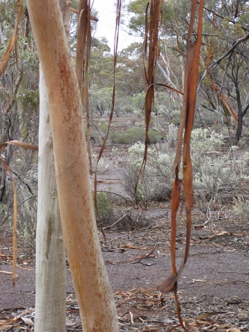IMG_0376_trees_bark_strips_360w.JPG